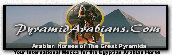 al_zarka_arabians009001.jpg